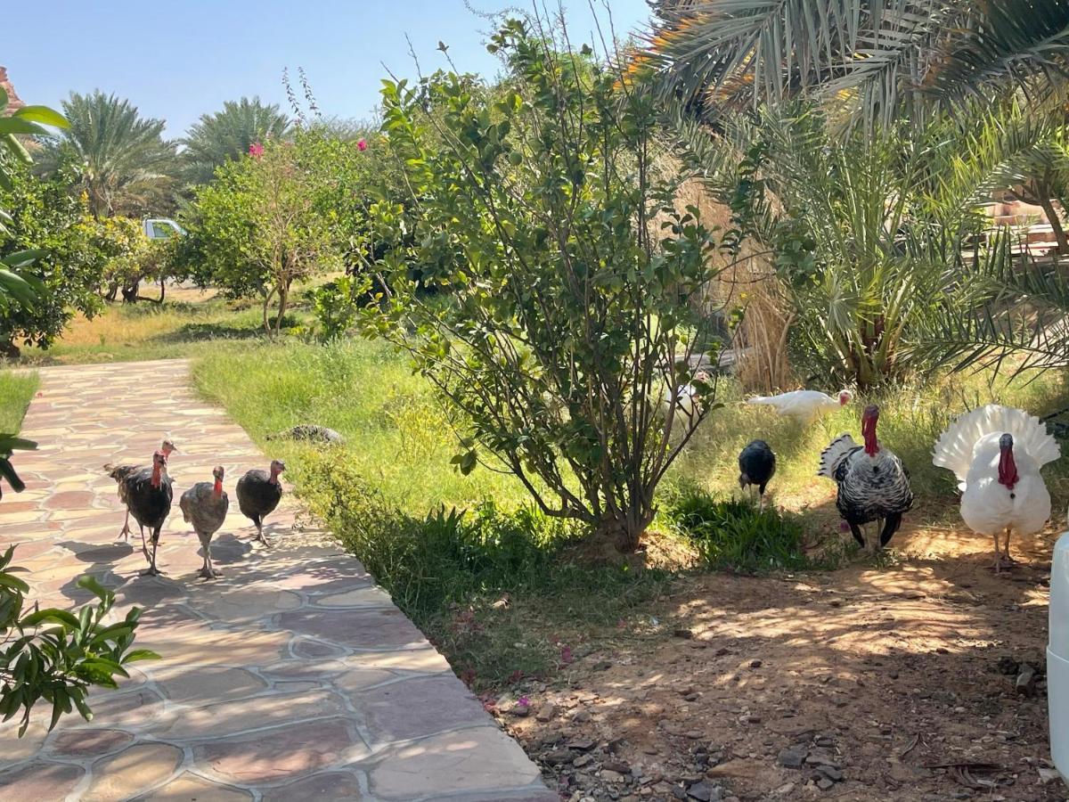 Rural Tents Naseem الخيمةالريفيةalouzaib Al-'Ula Exterior foto